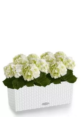 Гортензия кремовая для балконов и терасс в BALCONERA Cottage, белый
