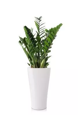 Замиокулькас 21/110 см в DELTA 30, белый блестящий