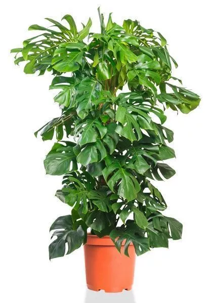 Монстера на опоре 35/180 см