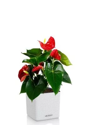 Антуриум Андрианум красный 12/40 см в CUBE COLOR 14, белый