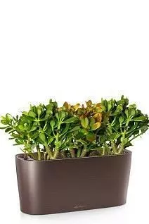 Крассула Микс в DELTA 20