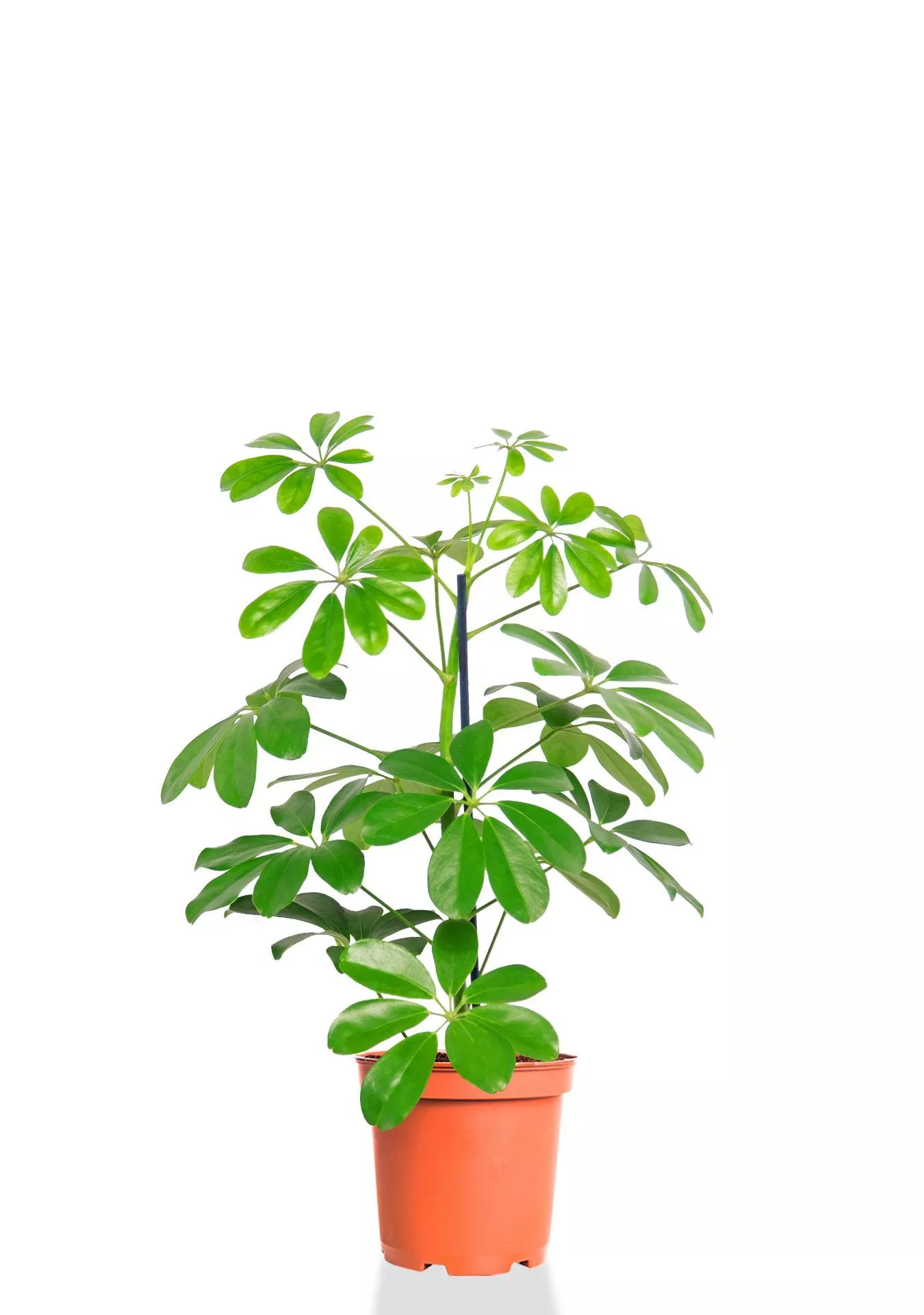 Шеффлера Нора 12/40 см