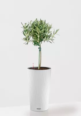 Олива на стволе в CILINDRO 23, белый