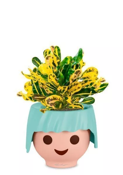 Кротон Еллоу в OJO