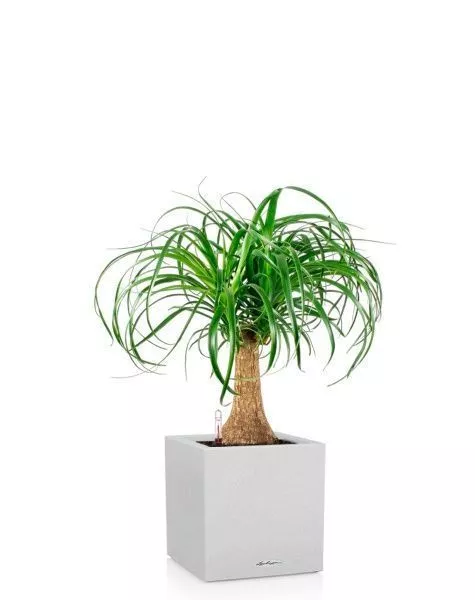 Нолина на стволе в CANTO STONE LOW 30