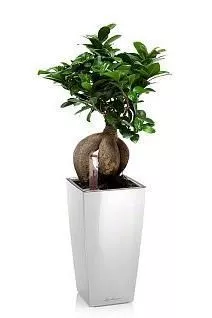 Бонсай в MINI CUBI 9