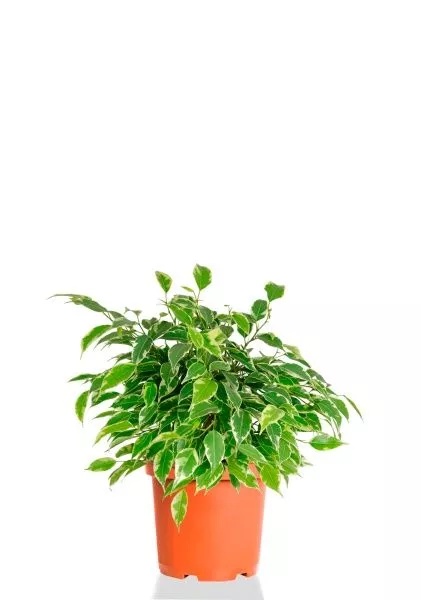 Фикус Бенджамина Кинки Пестрый 12/30 см