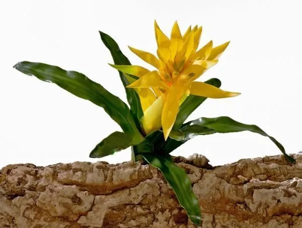 Гусмания желтая большая 40 см