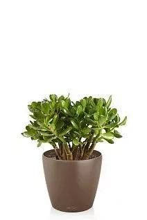 Крассула Овата в CLASSICO Color 21