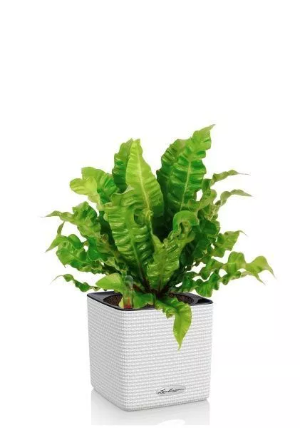 Асплениум Криспи в CUBE COLOR 14