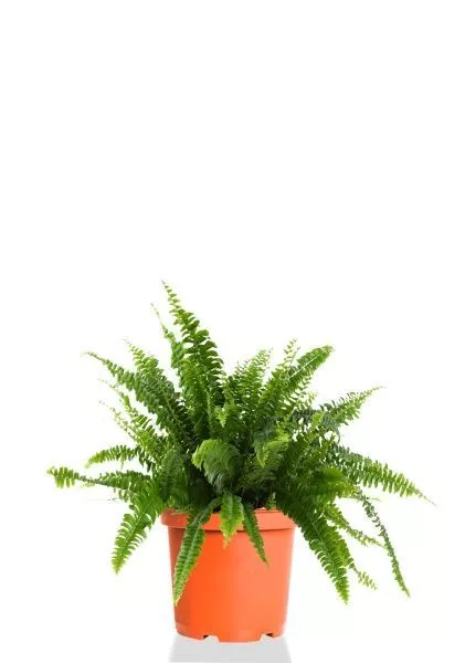 Папоротник Нефролепис Грин Леди 17/45 см