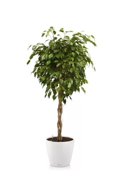 Фикус Экзотика переплетенный 30/150 см в CLASSICO COLOR 43