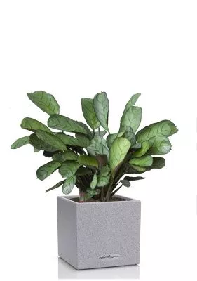 Ктенанта Амагрис в CANTO STONE 14, серый камень