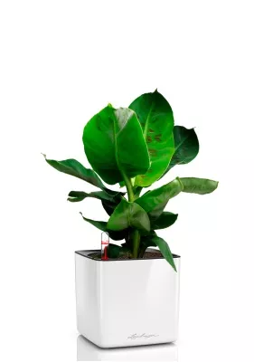 Банан 12/30 в CUBE GLOSSY 14, белый блестящий 