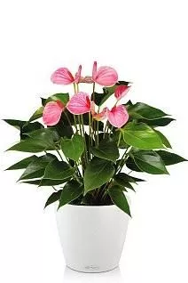 Антуриум розовый в CLASSICO Color 21