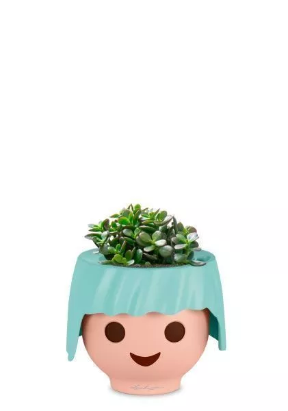 Крассула Овата Минор 12/20 см в OJO