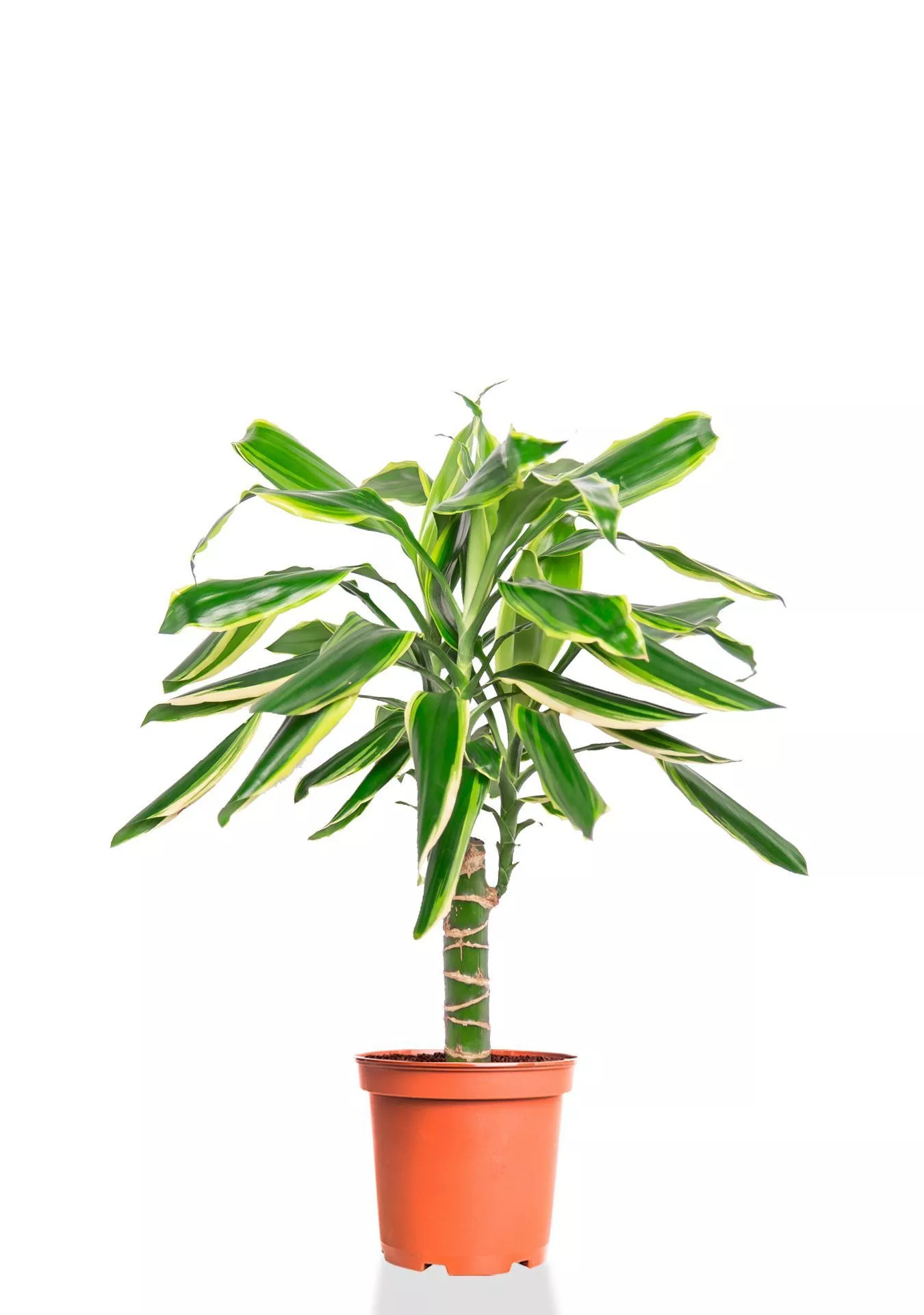 Драцена Голден Кост 1 ствол 12/40 см