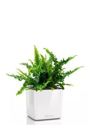 Нефролепис в CUBE GLOSSY 14, белый блестящий