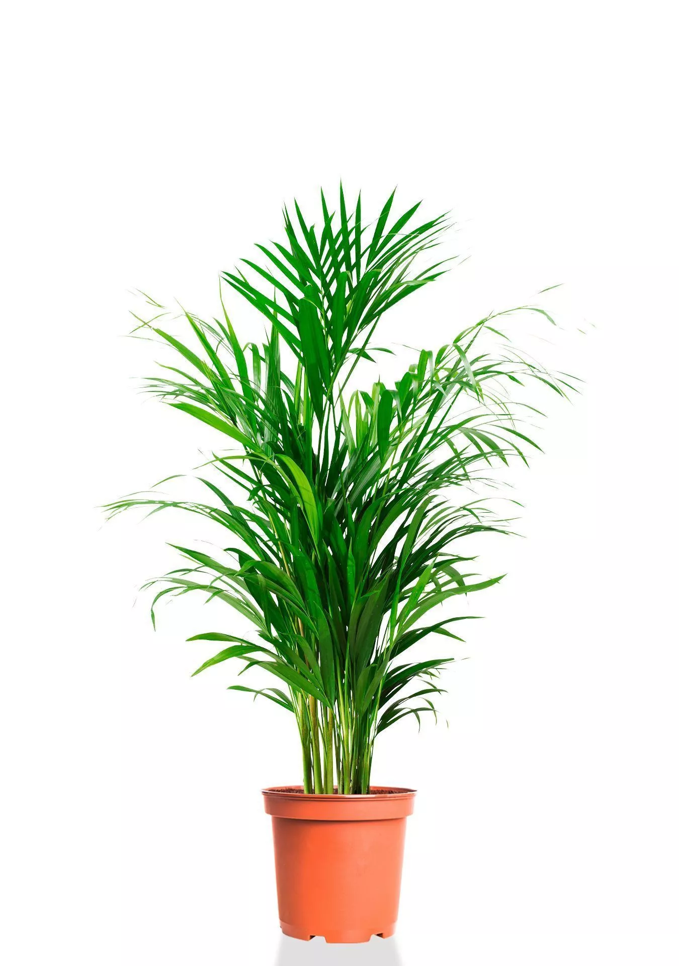 Хризалидокарпус 24/140 см