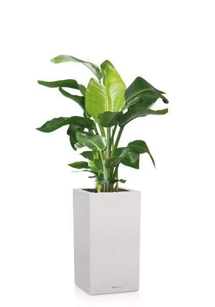 Стрелиция Николай 27/140 см в CANTO STONE HIGH 40