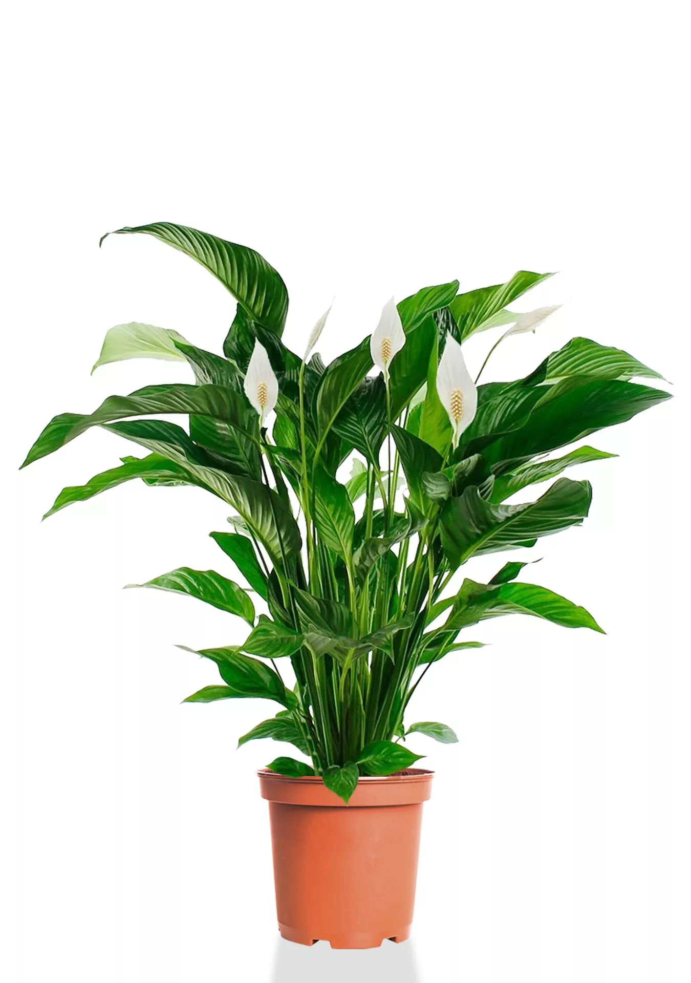 Спатифиллум Свит 24/110 см