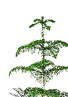 Араукария гетерофилла 24/110  в  CLASSICO LS 35