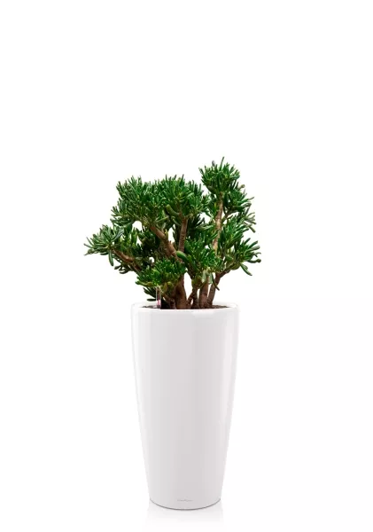 Крассула Хоббит 30/60 см в RONDO 32