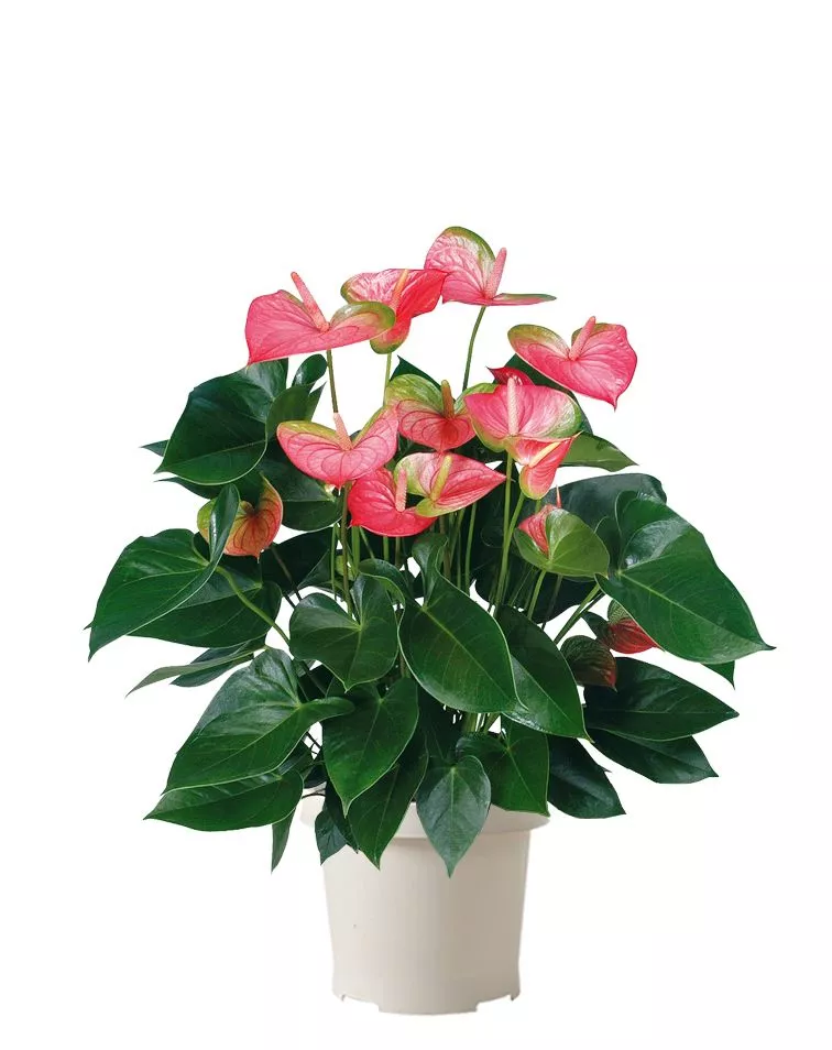 Антуриум Свитхард Пинк 17/60 см