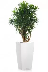  Драцена Песнь Ямайке CUBICO COLOR 40/170 Белый