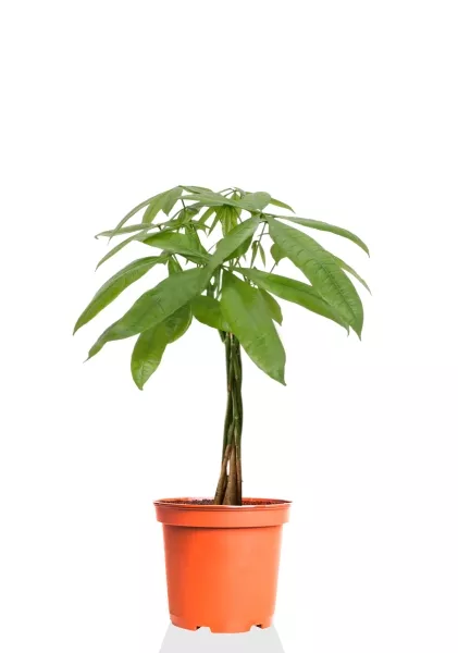 Пахира Акватика косичка 21/90 см