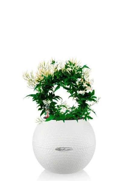 Жасмин на опоре 12/35 см в PURO 20