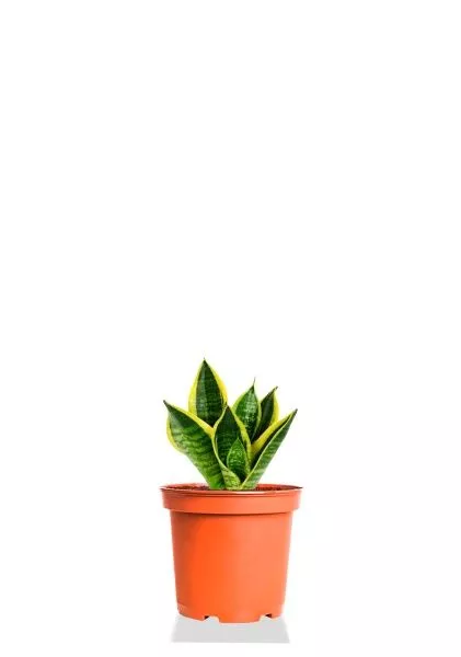 Сансевиерия Футура Суперба 7/10 см