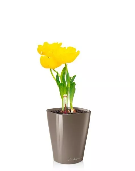 Тюльпан 7/15 см в MINI DELTINI 10