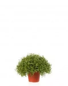 Рясковый мох в горшочке