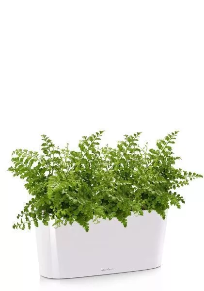 Папоротник Парвати в DELTA 20