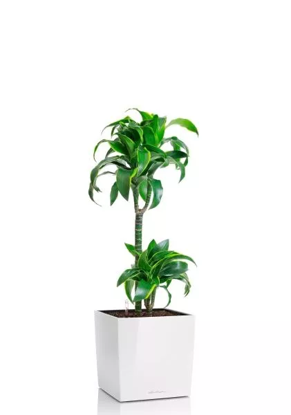 Драцена Дорадо 2 ствола 19/100 см в CUBE 30