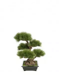 Бонсай сосна элит в керамическом кашпо