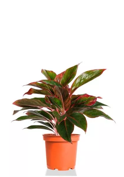 Аглаонема Крит 14/30 см