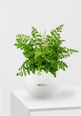 Папоротник Парвати 12/25 см в PURO 20, белый