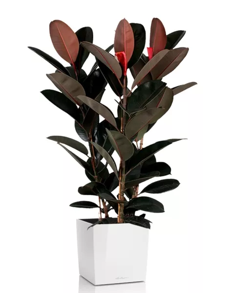 Фикус Эластика Абиджан 3 ствола 40/170 см в QUADRO LS 50