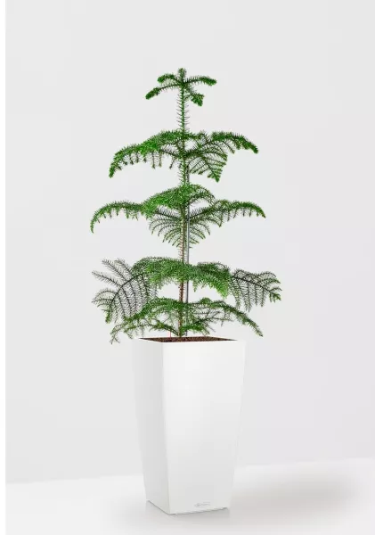 Араукария гетерофилла 24/110  в  CUBICO COLOR 30