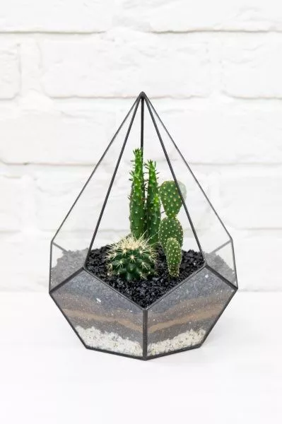 Флорариум-капля с мини-кактусами