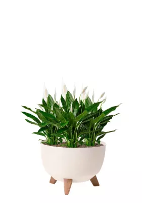 Спатифиллум 12/30 см НАБОР 3ШТ в миске ROMA ECO WOOD 240