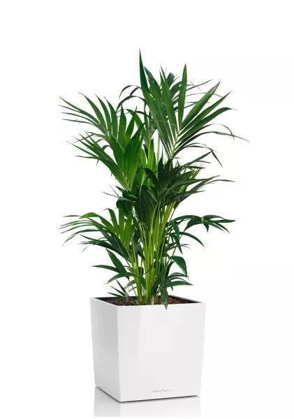 Ховея Кентия 27/120 см в CUBE 40