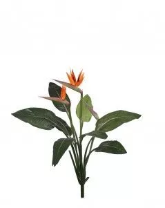 Стрелиция Королевская куст