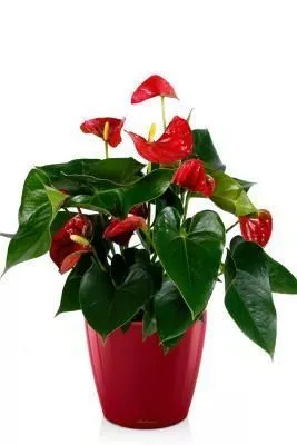 Антуриум красный в CLASSICO LS 21, Ярко-красный блестящий