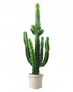 Эуфорбия Ингенс макси 35/160 см