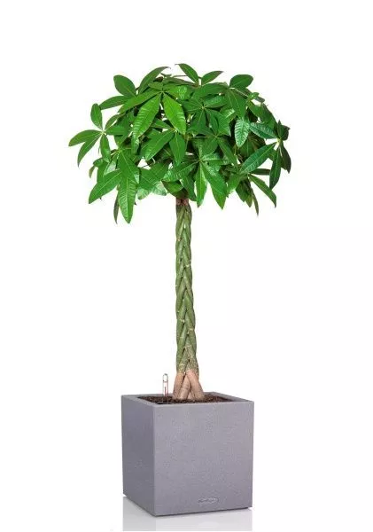 Пахира Акватика 27/150 см в CANTO STONE LOW 40