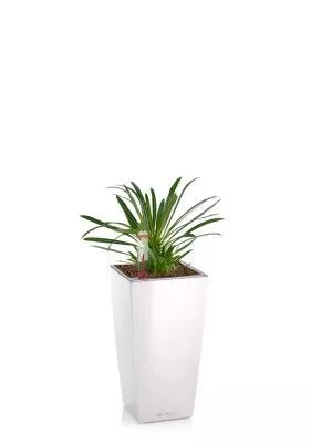 Пахиподиум Ламера 9/18 см в MINI CUBI, белый блестящий