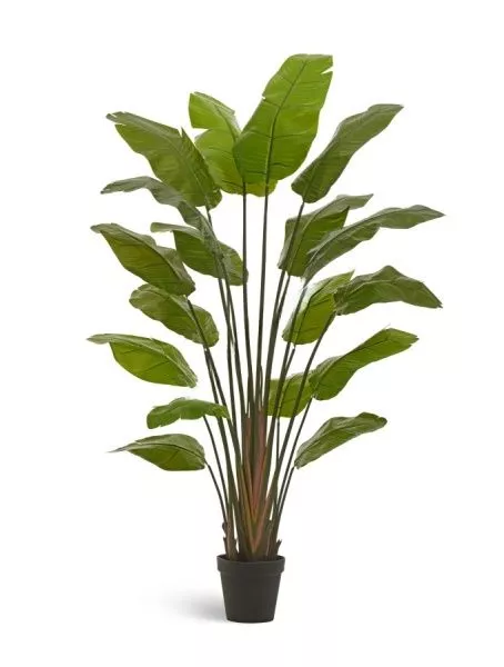 Стрелиция Traveller 180 см